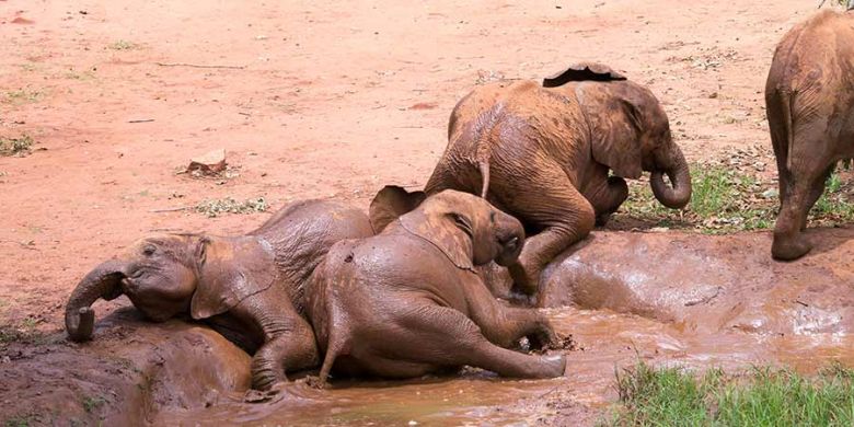 Waisen- und Auswilderungsstation von Elefanten